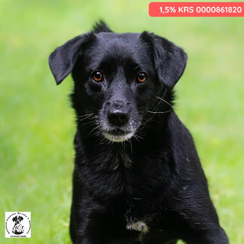 Psy ze schroniska do adopcji Muni