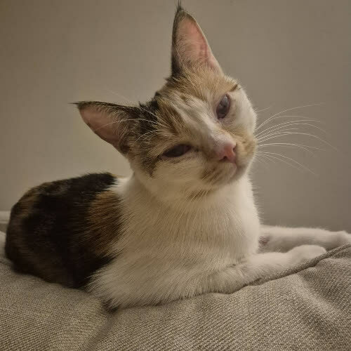 Koty ze schroniska do adopcji Kira