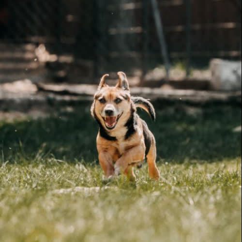 Psy ze schroniska do adopcji Dyzio