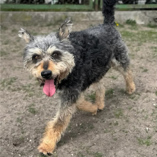 Psy ze schroniska do adopcji Komandor