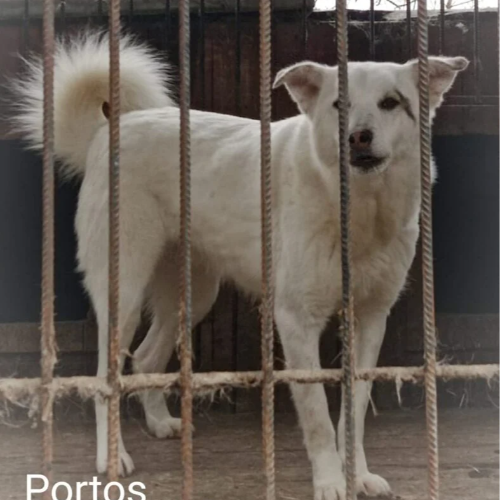 Psy ze schroniska do adopcji Portos