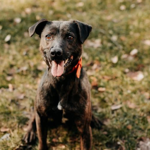 Psy ze schroniska do adopcji Mars