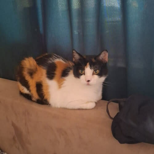 Koty ze schroniska do adopcji Majówka