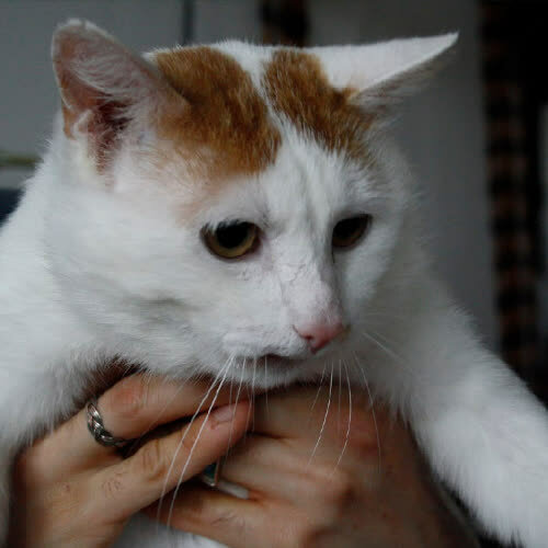 Koty ze schroniska do adopcji Leopold
