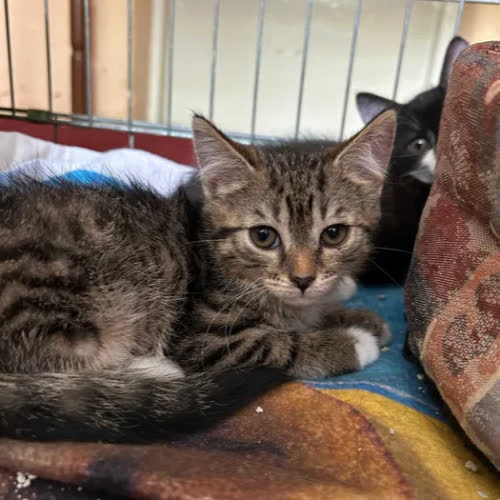 Koty ze schroniska do adopcji Pesta