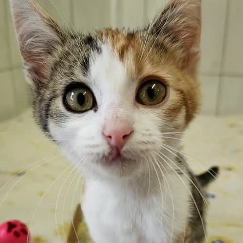 Koty ze schroniska do adopcji Ala 