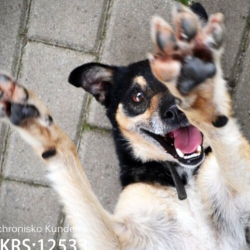 Psy ze schroniska do adopcji Malik