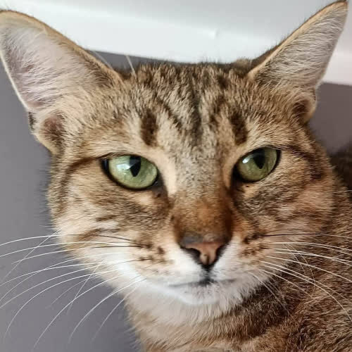 Koty ze schroniska do adopcji Pysia