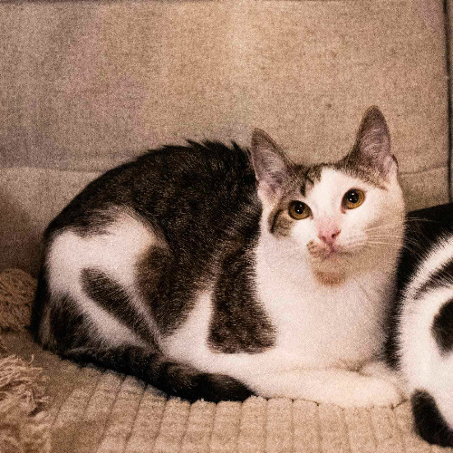 Koty ze schroniska do adopcji Krzyś