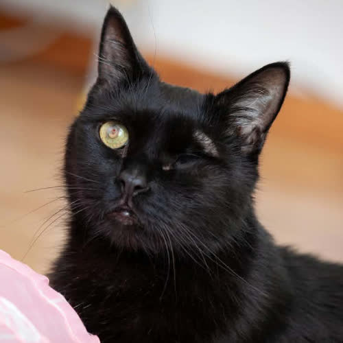 Koty ze schroniska do adopcji Klakier