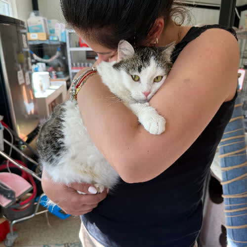 Koty ze schroniska do adopcji Nikita