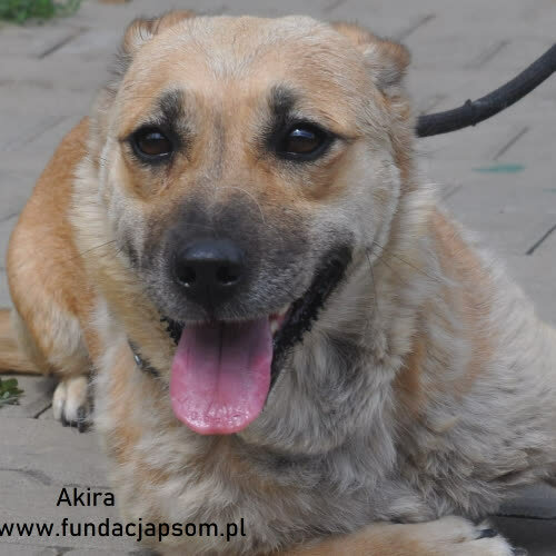 Psy ze schroniska do adopcji Akira