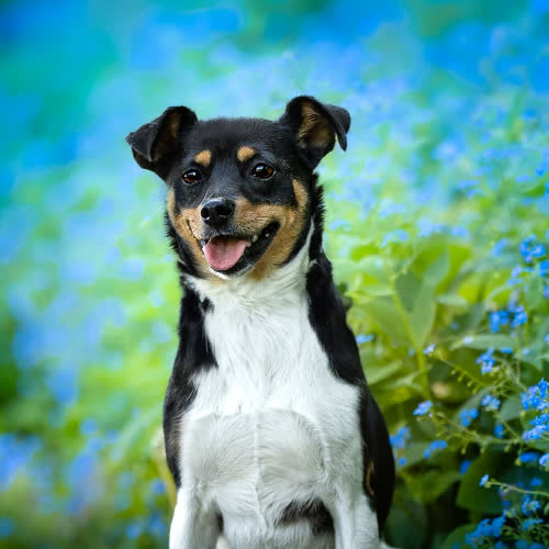 Psy ze schroniska do adopcji Wrażliwa Alika
