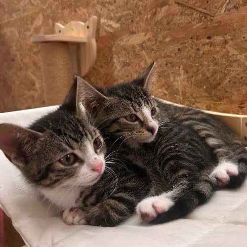 Koty ze schroniska do adopcji Leo, Krakers, Luna