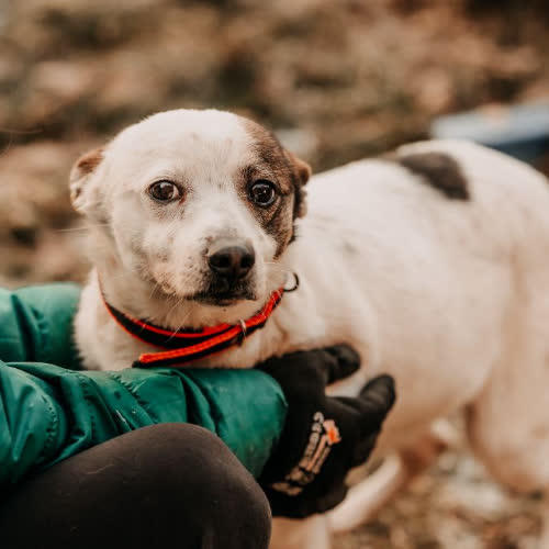 Psy ze schroniska do adopcji Ciapek