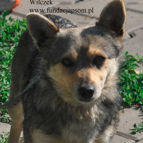 Psy ze schroniska do adopcji Wilczek