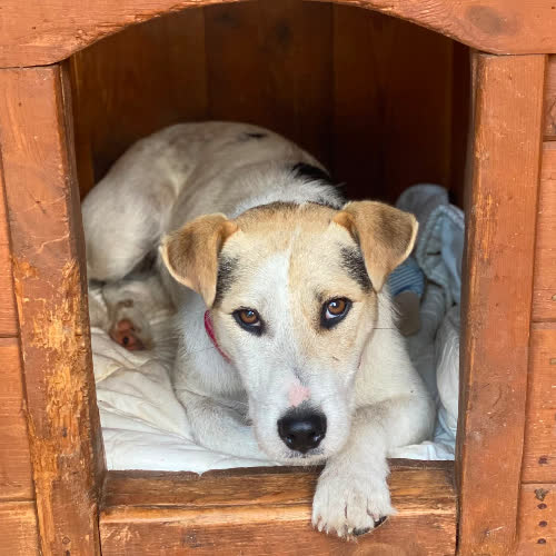 Psy ze schroniska do adopcji Bafi
