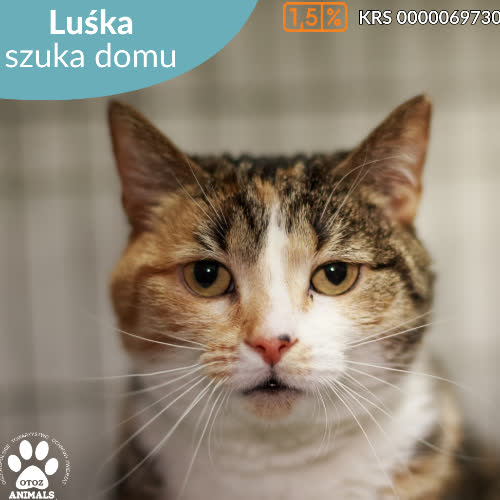 Koty ze schroniska do adopcji Luśka