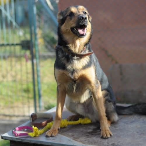 Psy ze schroniska do adopcji Dżemik