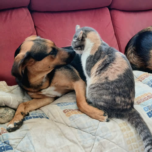 Psy ze schroniska do adopcji Nel