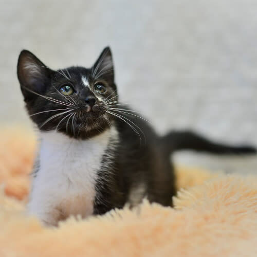Koty ze schroniska do adopcji Mila