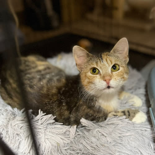 Koty ze schroniska do adopcji Iskierka