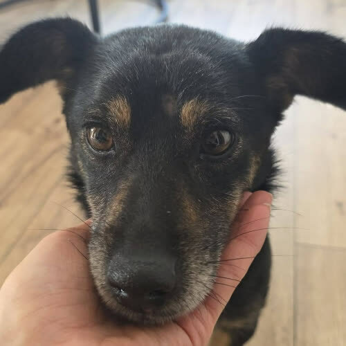 Psy ze schroniska do adopcji Żelatynka 