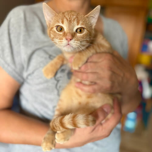 Koty ze schroniska do adopcji Jaśminka