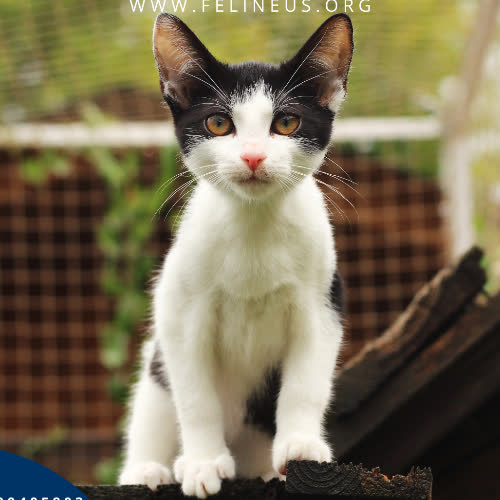 Koty ze schroniska do adopcji Norman