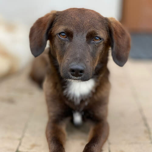 Psy ze schroniska do adopcji Kasztanek