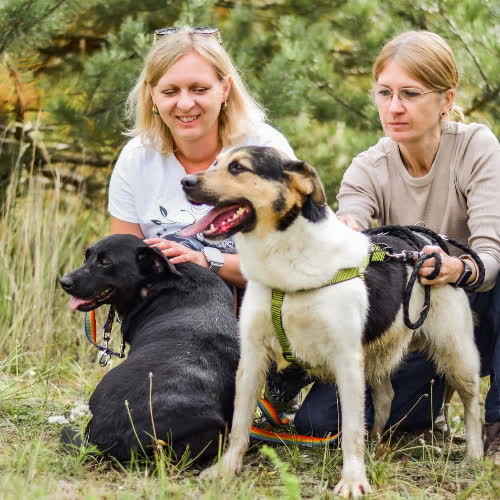 Psy ze schroniska do adopcji Kluska i Pulpet