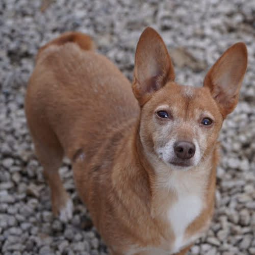 Psy ze schroniska do adopcji Pixi
