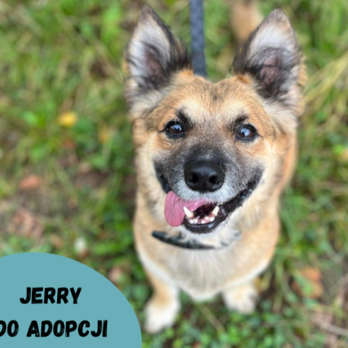Psy ze schroniska do adopcji Jerry