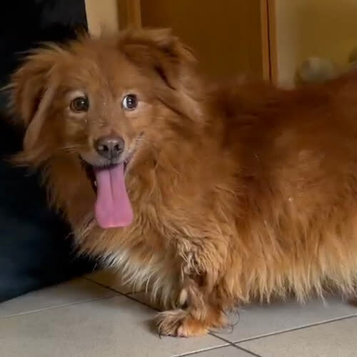 Psy ze schroniska do adopcji Trzepiot