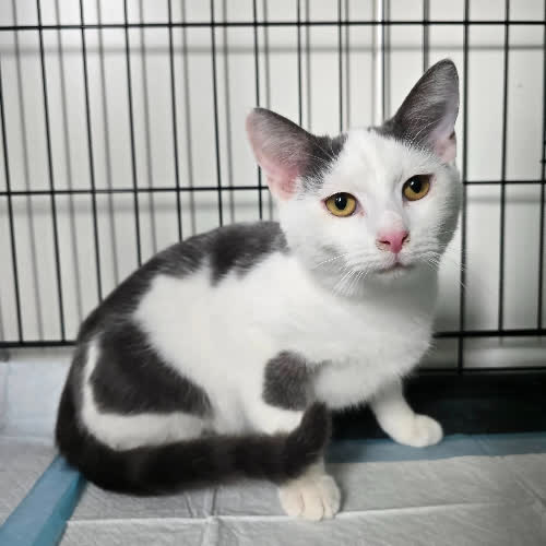 Koty ze schroniska do adopcji Sid