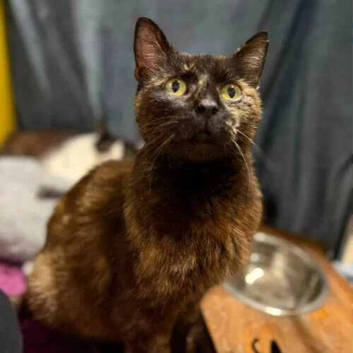 Koty ze schroniska do adopcji Muffinka