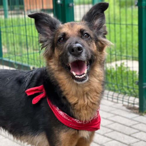 Psy ze schroniska do adopcji Cola
