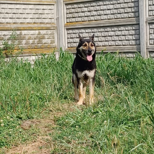 Psy ze schroniska do adopcji Lucek
