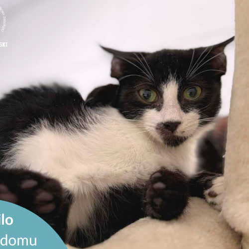 Koty ze schroniska do adopcji Milo