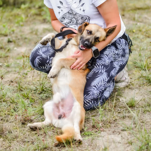 Psy ze schroniska do adopcji Niko