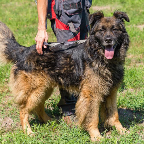 Psy ze schroniska do adopcji Szarek