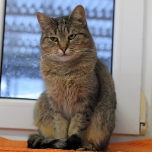 Koty ze schroniska do adopcji Vika