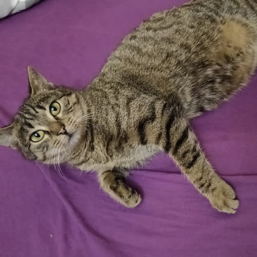 Koty ze schroniska do adopcji Śliczna kotka