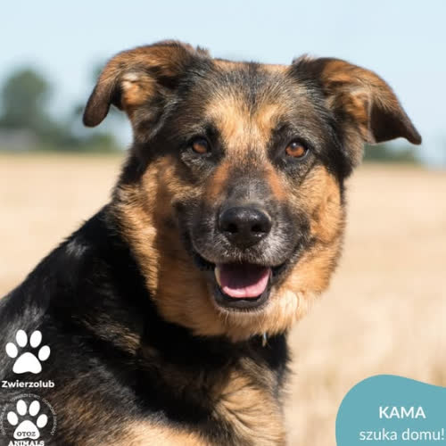 Psy ze schroniska do adopcji KAMA