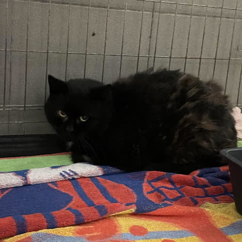 Koty ze schroniska do adopcji B114