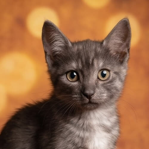 Koty ze schroniska do adopcji ESTONIA
