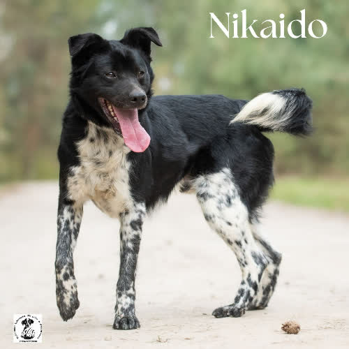 Psy ze schroniska do adopcji Energetyk NIKAIDO
