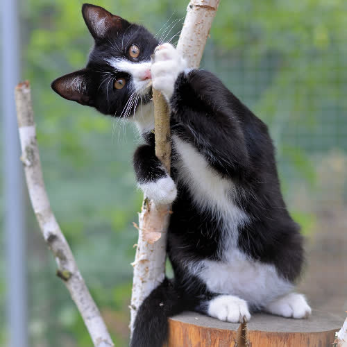Koty ze schroniska do adopcji Oreo