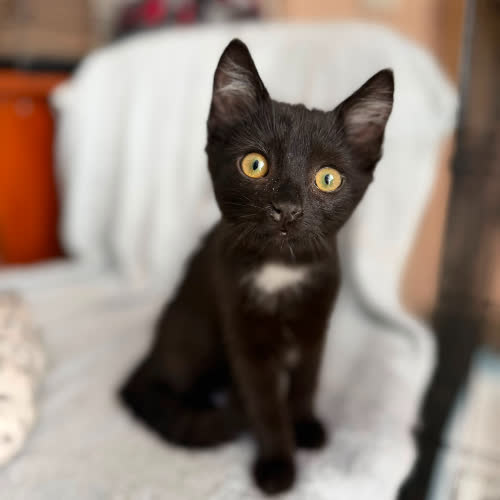 Koty ze schroniska do adopcji Waleria