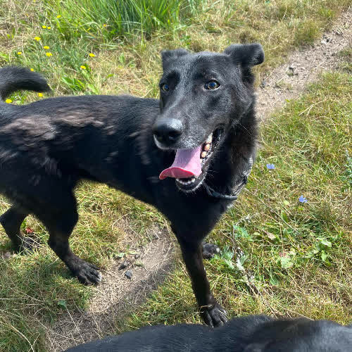 Psy ze schroniska do adopcji Kania